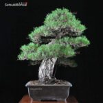 Kuromatsu VENDUTO - immagine 2