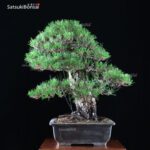 Kuromatsu VENDUTO - immagine 4