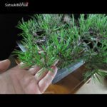 Kuromatsu VENDUTO - immagine 5