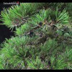 Kuromatsu VENDUTO - immagine 11