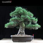 Kuromatsu VENDUTO - immagine 6