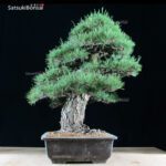 Kuromatsu VENDUTO - immagine 7