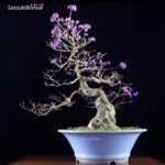 Callicarpa Japonica  VENDUTO