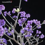 Callicarpa Japonica  VENDUTO - immagine 2