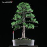 Kuromatsu Kotobuki VENDUTO