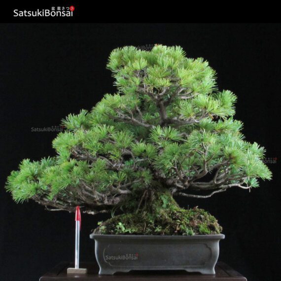 Pino Pentaphilla Goyomatsu  VENDUTO - immagine 2