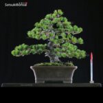 Pino Pentaphilla Goyomatsu VENDUTO