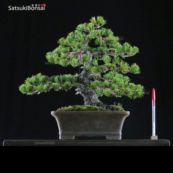 0507_1.jpg Pino Pentaphilla Goyomatsu VENDUTO - immagine 1