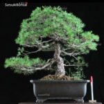 Pino Pentaphilla Goyomatsu VENDUTO