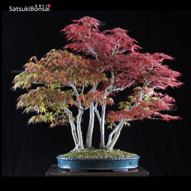 Acero Palmato Yamamomiji e Deshojo bosco VENDUTO - SatsukiBonsai