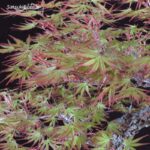 Acero Palmato Arakawa  VENDUTO - immagine 15