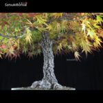 Acero Palmato Arakawa  VENDUTO - immagine 5