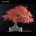 Acero Palmato Arakawa  VENDUTO