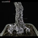 Acero Palmato Arakawa  VENDUTO - immagine 22