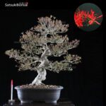 Azalea Satsuki var. KINSAI VENDUTO