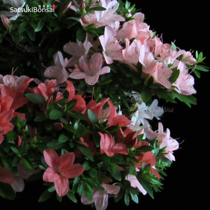 Azalea Satsuki var. NIKKO SatsukiBonsai