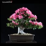 Azalea Satsuki var. CHINZAN VENDUTO