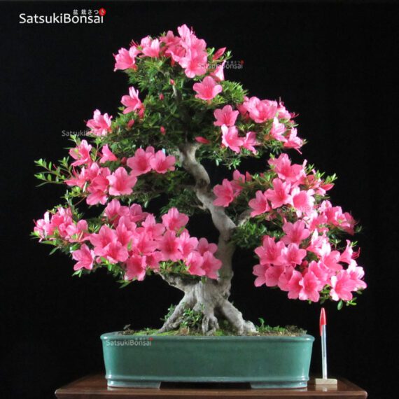 Azalea Satsuki var. CHINZAN  VENDUTO