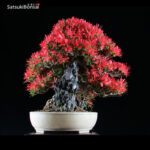 Azalea Satsuki Var. KINSAI VENDUTO - immagine 2