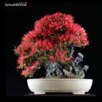 Azalea Satsuki Var. KINSAI VENDUTO - immagine 3