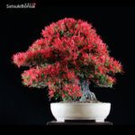 Azalea Satsuki Var. KINSAI VENDUTO - immagine 4