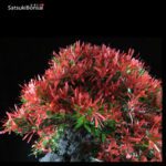 Azalea Satsuki Var. KINSAI VENDUTO - immagine 5