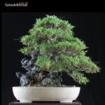 Azalea Satsuki Var. KINSAI VENDUTO - immagine 6