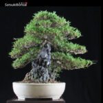 Azalea Satsuki Var. KINSAI VENDUTO - immagine 7