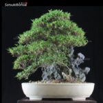 Azalea Satsuki Var. KINSAI VENDUTO - immagine 8