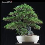 Azalea Satsuki Var. KINSAI VENDUTO - immagine 9