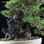 Azalea Satsuki Var. KINSAI VENDUTO - immagine 10