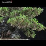 Azalea Satsuki Var. KINSAI VENDUTO - immagine 11