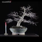 Acero Palmato Yamamomiji VENDUTO