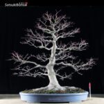 Acero Palmato Yamamomiji VENDUTO - immagine 6