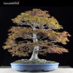 Acero Palmato Yamamomiji VENDUTO - immagine 3