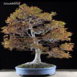 Acero Palmato Yamamomiji VENDUTO - immagine 4