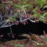 Acero Palmato Yamamomiji VENDUTO - immagine 5