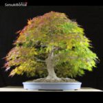 Acero Palmato Yamamomiji VENDUTO - immagine 13