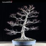 Acero Palmato Yamamomiji VENDUTO - immagine 7