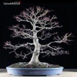 Acero Palmato Yamamomiji VENDUTO - immagine 8