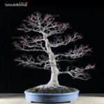 Acero Palmato Yamamomiji VENDUTO - immagine 9