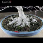 Acero Palmato Yamamomiji VENDUTO - immagine 11