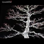 Acero Palmato Yamamomiji VENDUTO - immagine 10