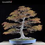 Acero Palmato Yamamomiji VENDUTO