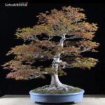 Acero Palmato Yamamomiji VENDUTO - immagine 2