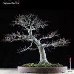 Acero Palmato Yamamomiji VENDUTO - immagine 2