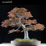 Acero Palmato Yamamomiji VENDUTO