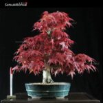 Acero palmato var. Deshojo VENDUTO