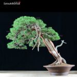 Ginepro Itoigawa VENDUTO - immagine 7