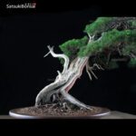 Ginepro Itoigawa VENDUTO - immagine 9